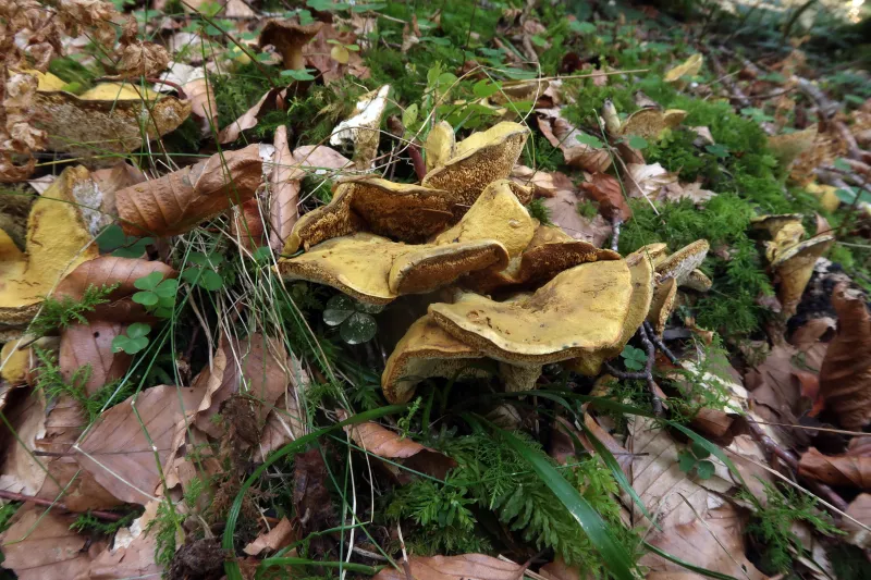 Laeticutis cristata 1 - IMG_0254